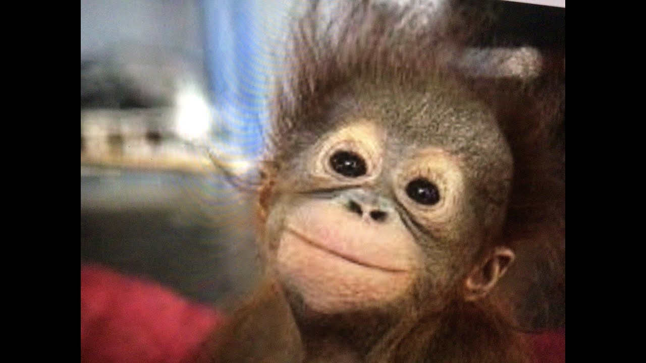 Orangutan Crying (SO SAD)!!!!!