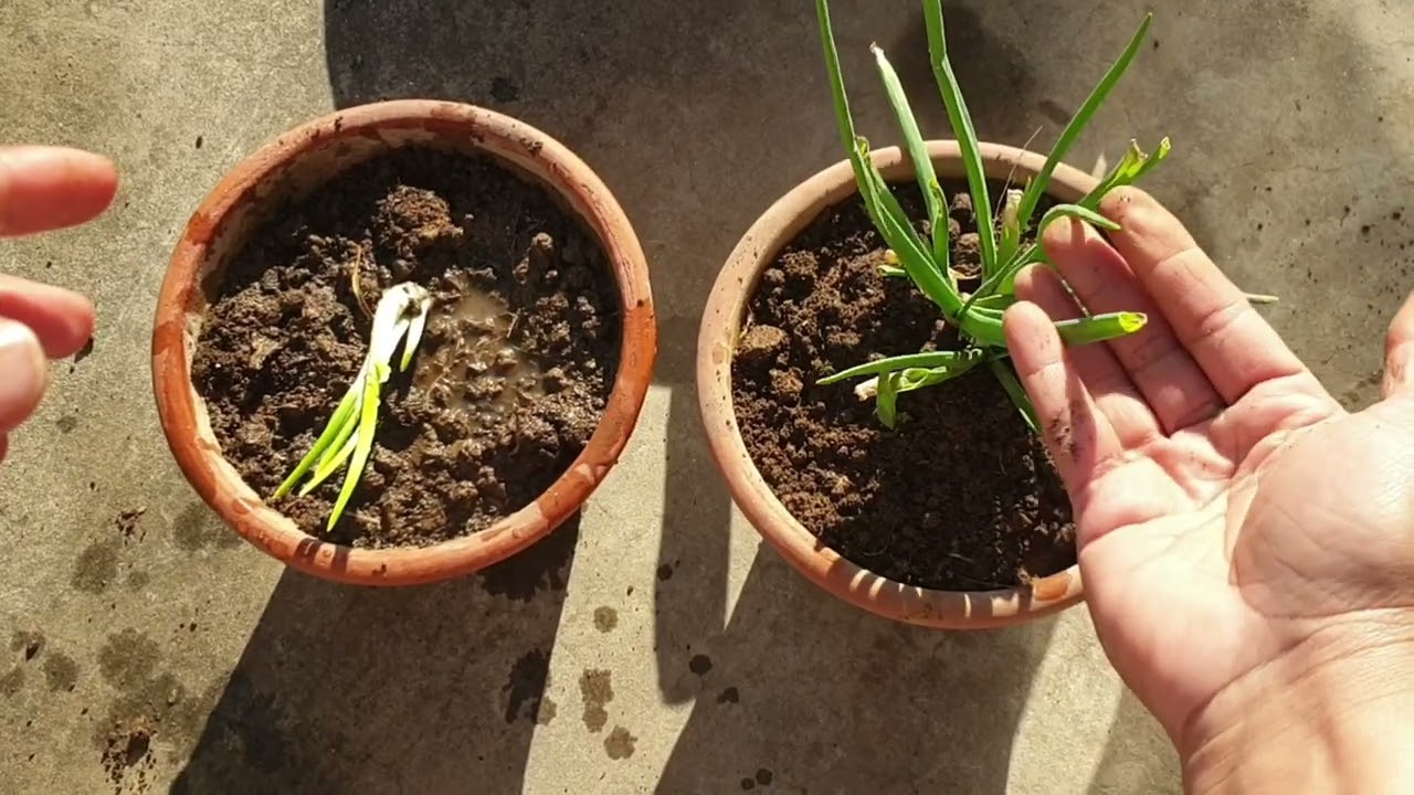 Regrow sprouted onion/Regrow onion at home/kitchen garden/gardening with Nazi/Grow onions from onion