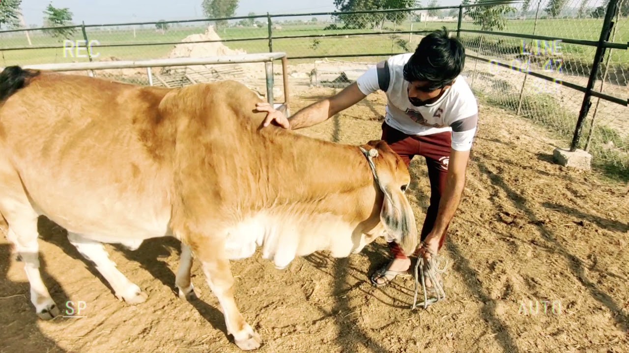 Top Qwality Sahiwal Cow Heifer 5month pregnant milking capacity 15,16ltr|karnal|Maharashtra/india