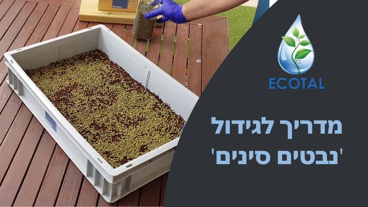 מדריך לגידול נבטים סינים (נבטי מש)