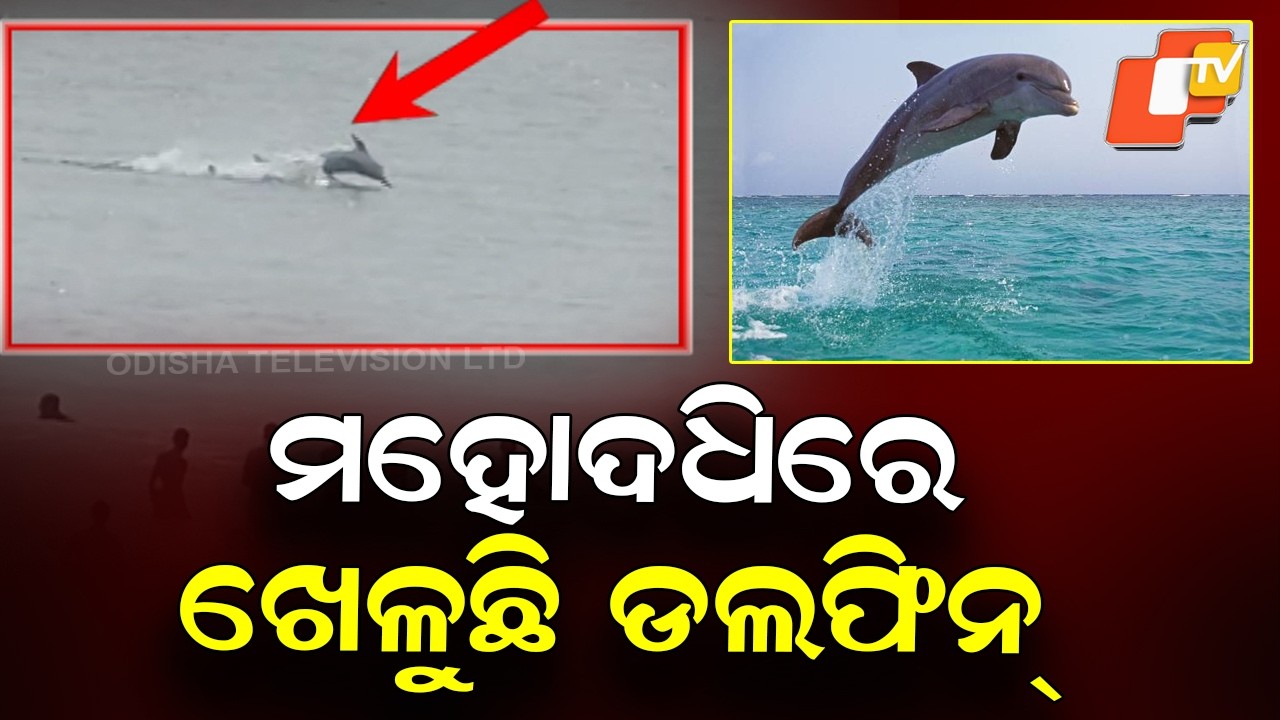 Dolphins Playfully Dance in Puri’s Sea, Capturing Spectacular Sight