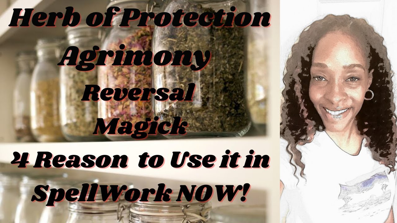Herb Of Protection Agrimony Reversal Magick !4 Reason To Use It in SpellWork NOW!#defensivemagick