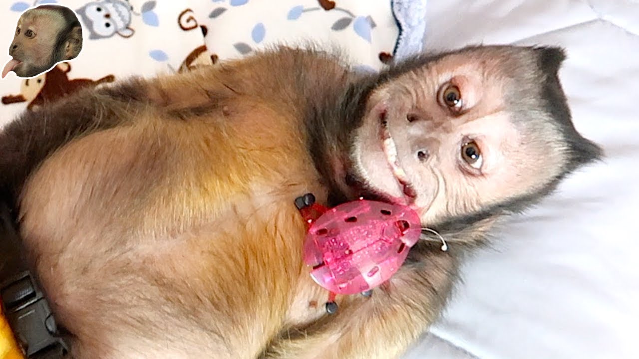 Monkey FUN Hex Bug Party! (CUTE)