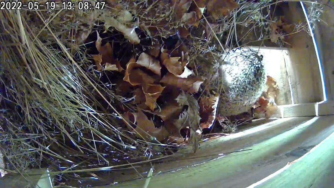 Ensimmäinen siilivieras (talvi)pesässä / The first hedgehog guest in the (winter) nest