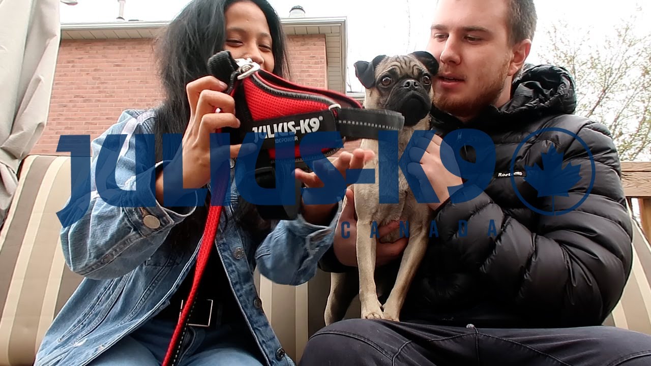 PRINCE&rsquo;S JULIUS K9 POWAIR SUMMER HARNESS REVIEW