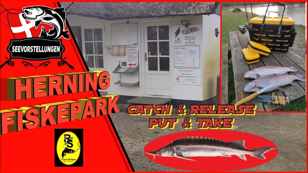 Herning Fiskepark II Put & Take II Dänemark II Forellenangeln II