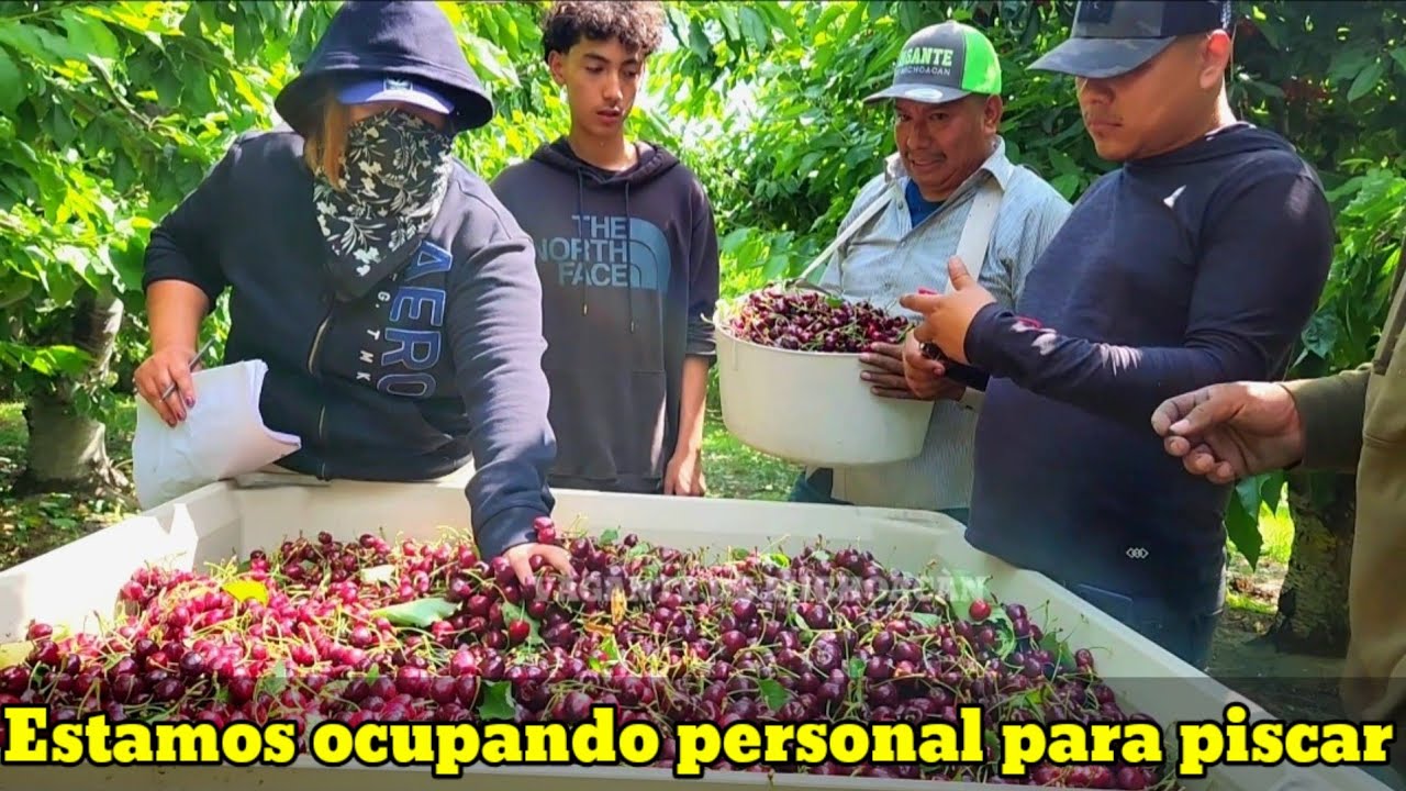 Comenzó La Pisca Por Contrato El Patrón busca Un Nobio Para su Hermana