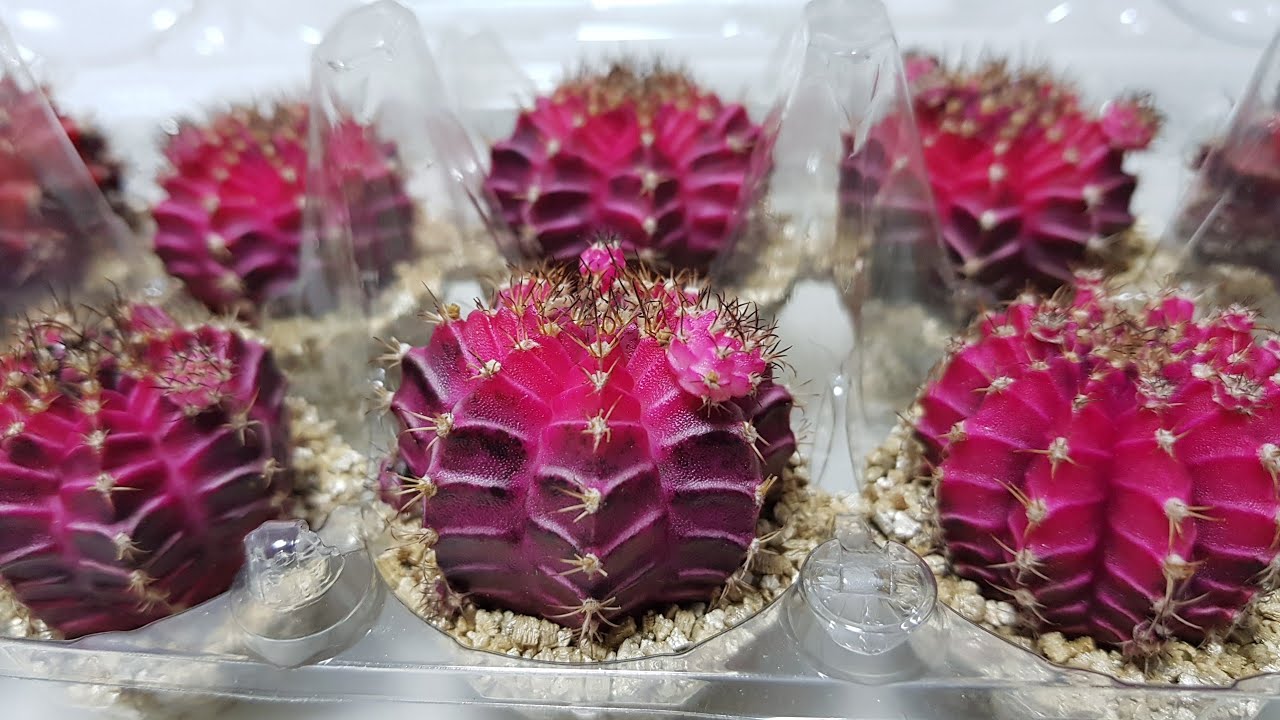 Degrafting Cactus and Rooting Cactus