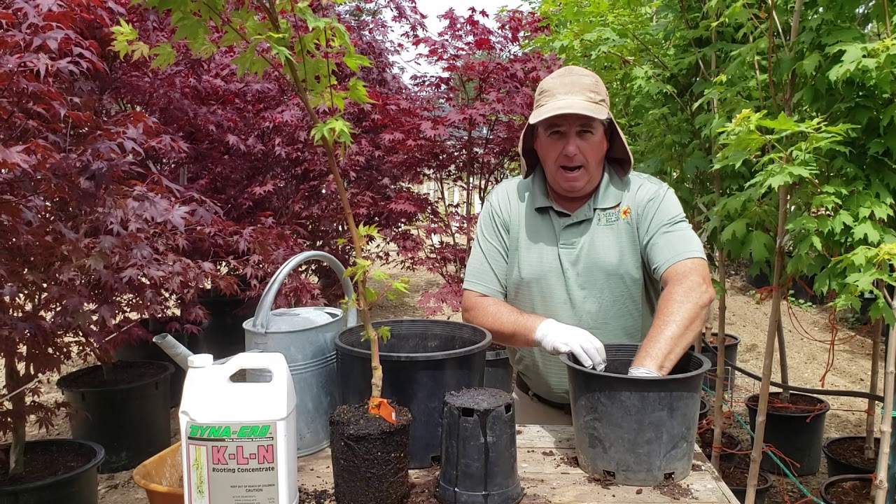 Japanese Maples: Up-potting Late Spring, Early Summer