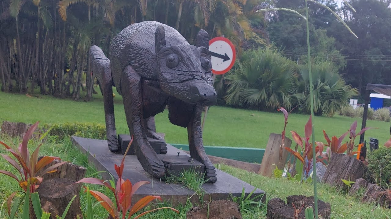 #Um dia na natureza,vejam esse animais🐒🦜🦨
