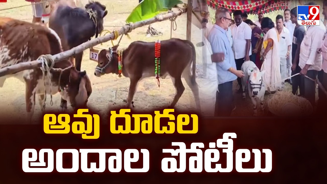 Cow Calves Beauty Contest in AP : ఆవు దూడల అందాల పోటీలు - TV9
