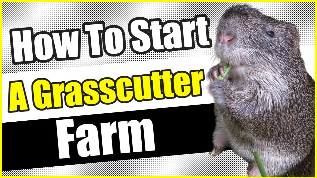 How To Start a Grasscutter Farm | How To Start a Grasscutter Farm in Nigeria