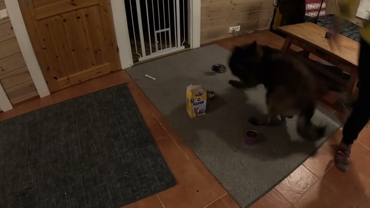 Nero & Pinko training scent detection with distractions