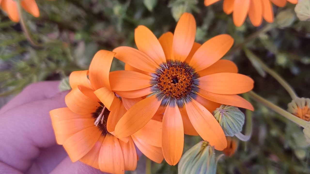आओ तोहार खुजली मिटा दी is live!