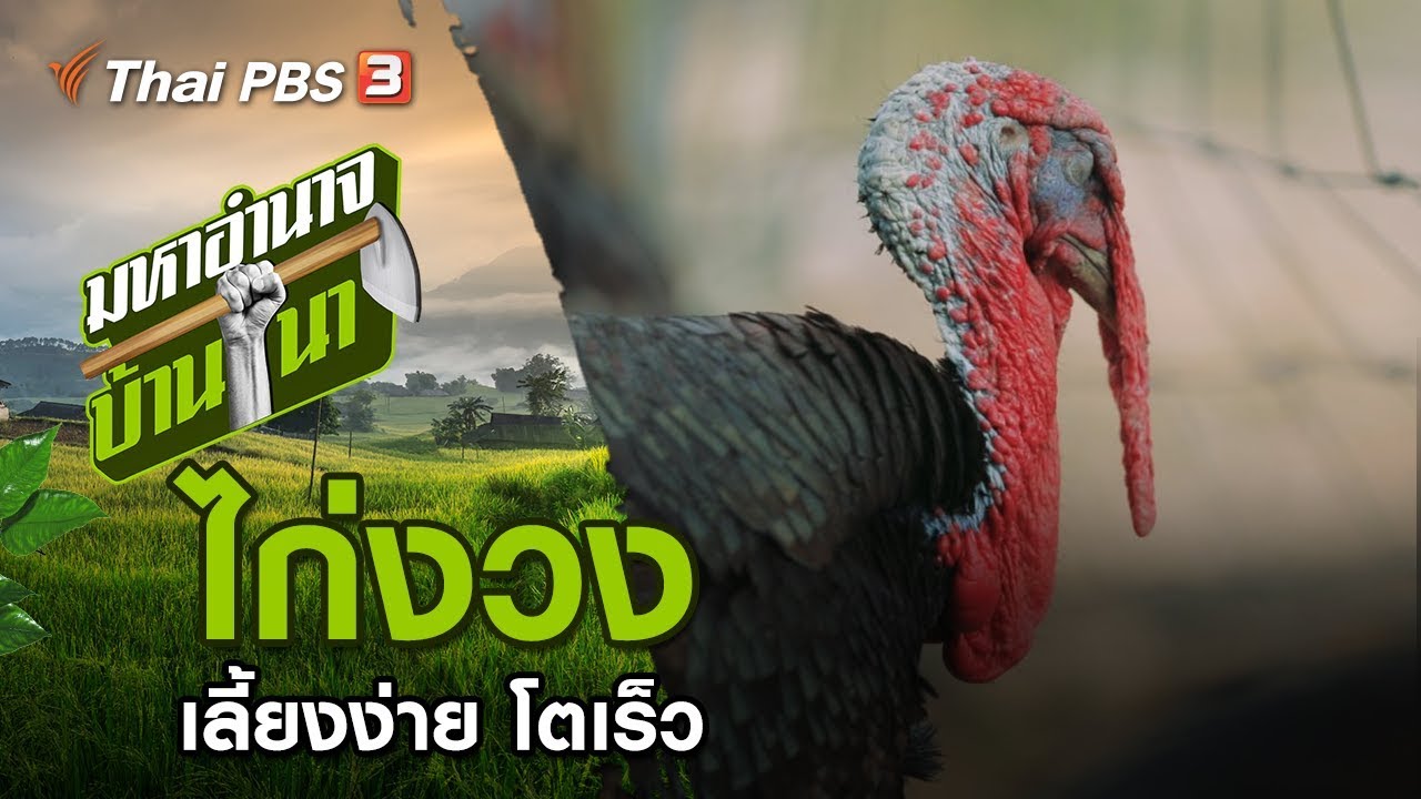 ไก่งวง : มหาอำนาจบ้านนา