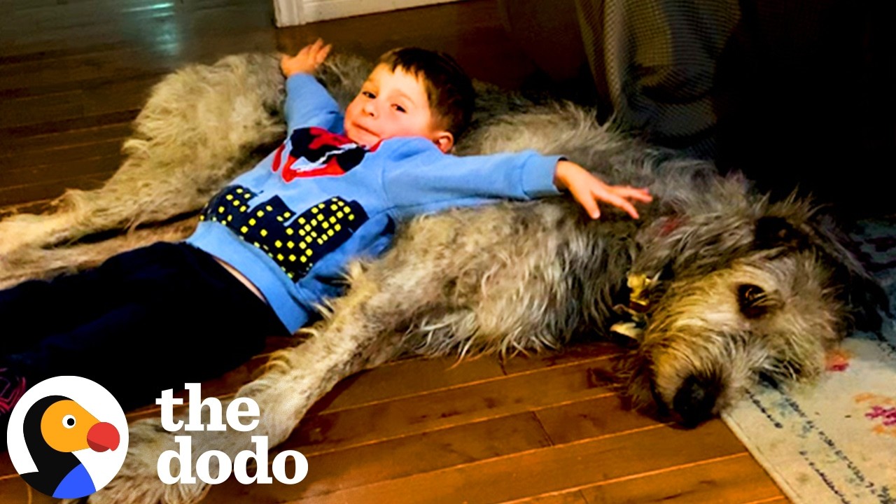 40-килограммовый волкодав убежден, что он &mdash; комнатная собачка | The Dodo