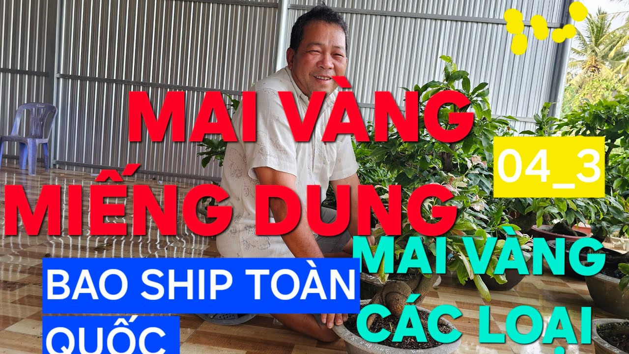 0366 048 123 MAI VÀNG MIẾNG DUNG GIAO LƯU MAI VÀNG CÁC LOẠI