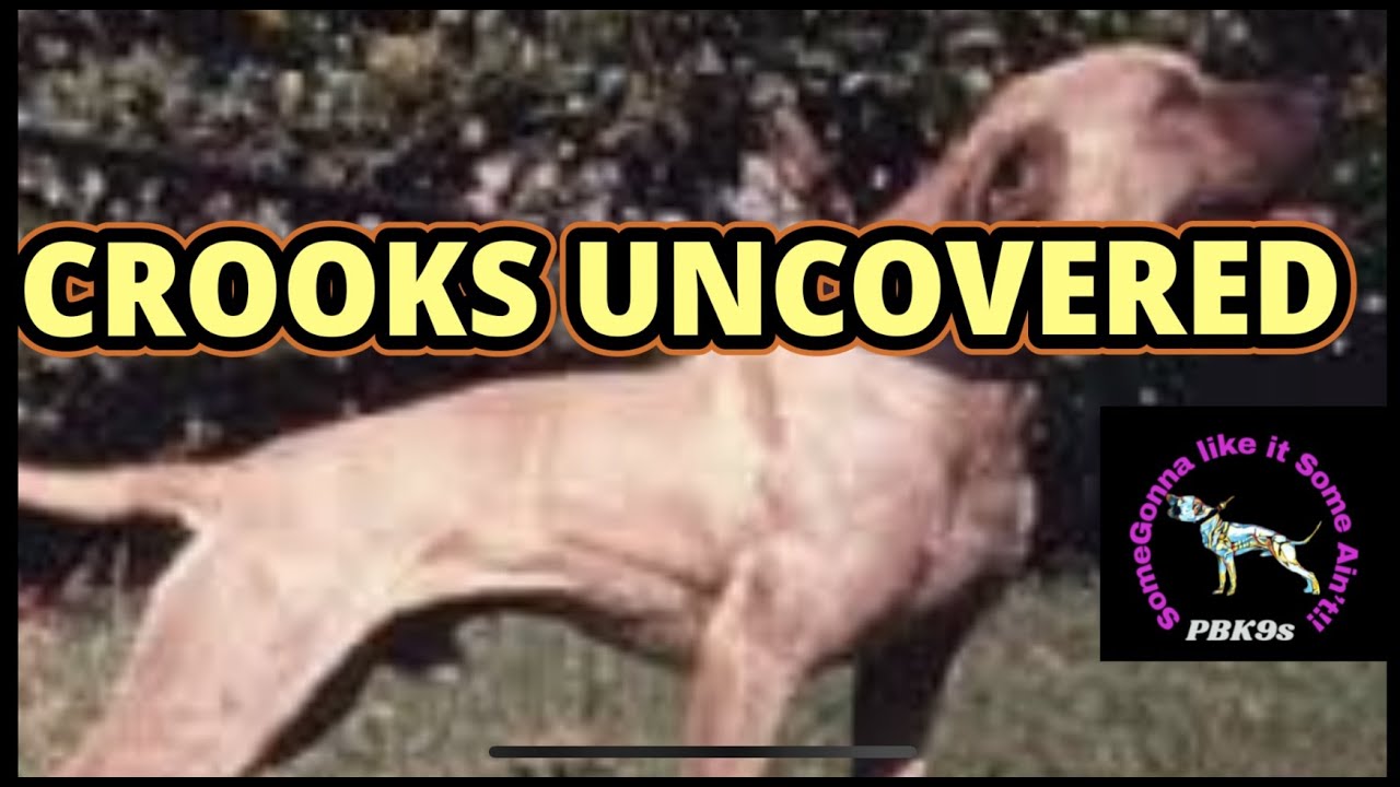 The Rise And Fall of a Dog Fighting Kingpin TANT -THe Man You Didn't Know part #1 #apbtlove #apbt