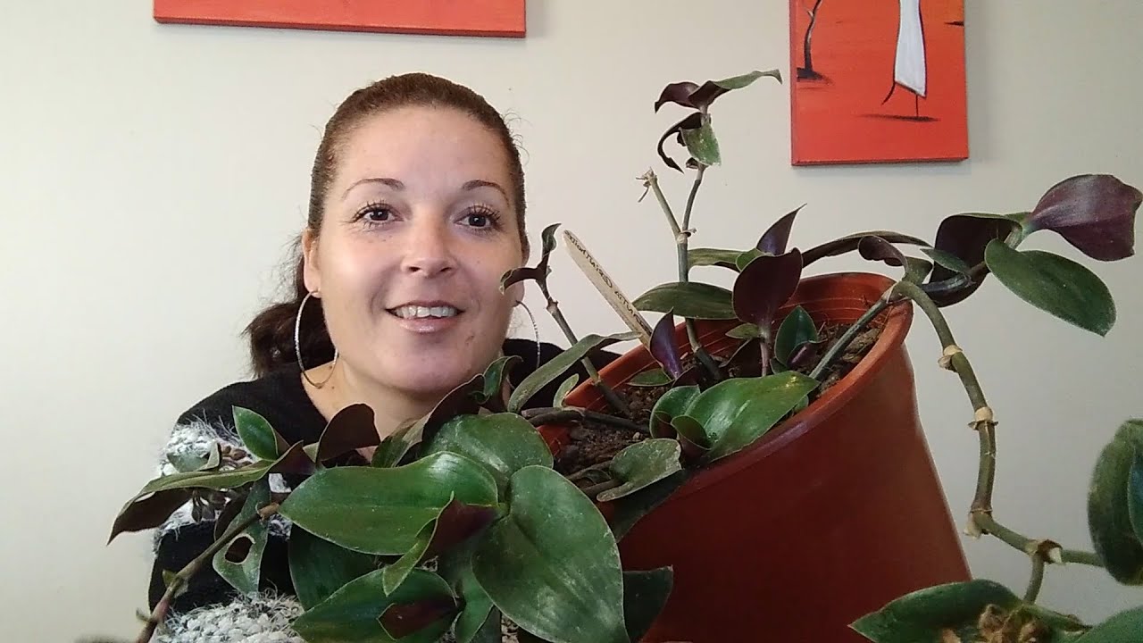 Las Tradescantia Características, y sus Cuidados
