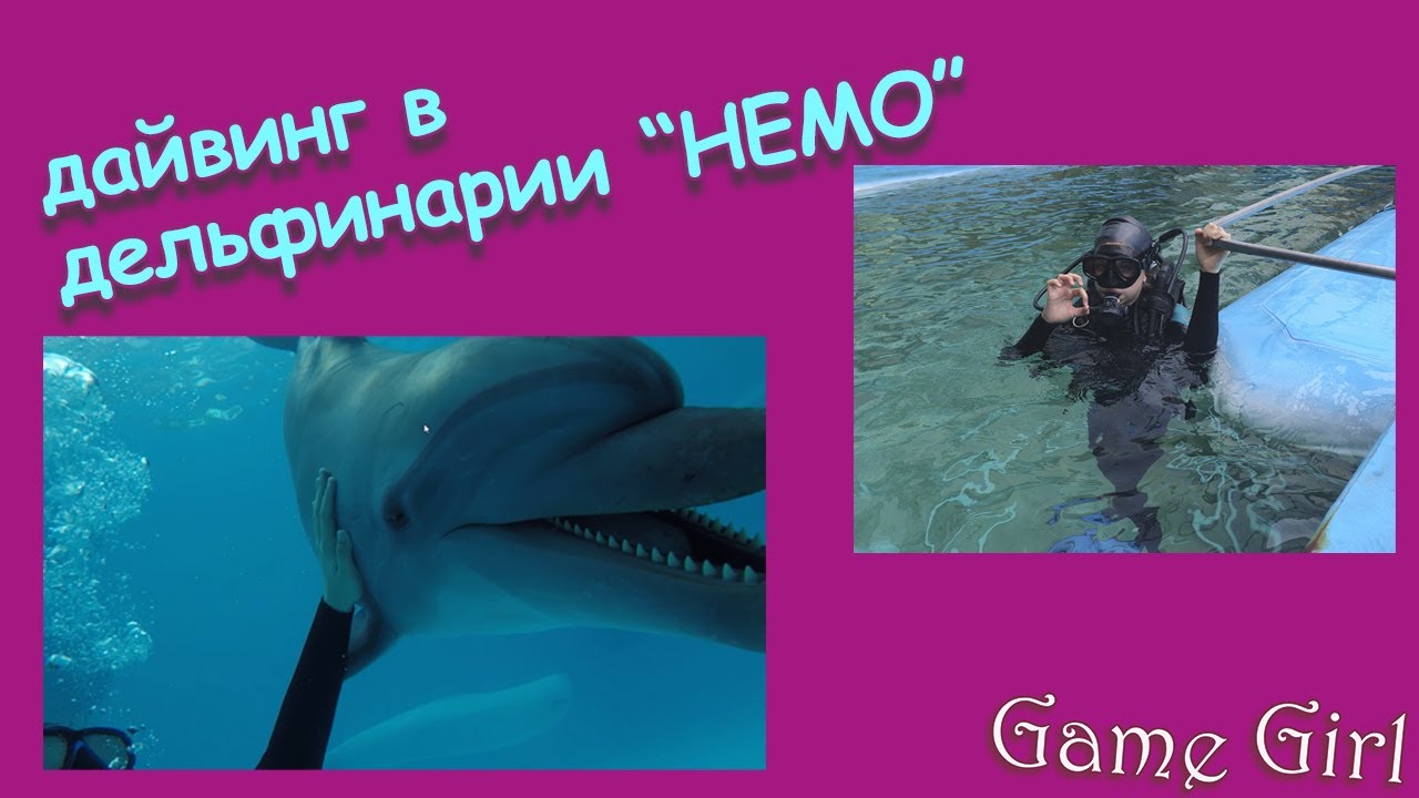 дайвинг с дельфинами и  белухами в дельфинарии 