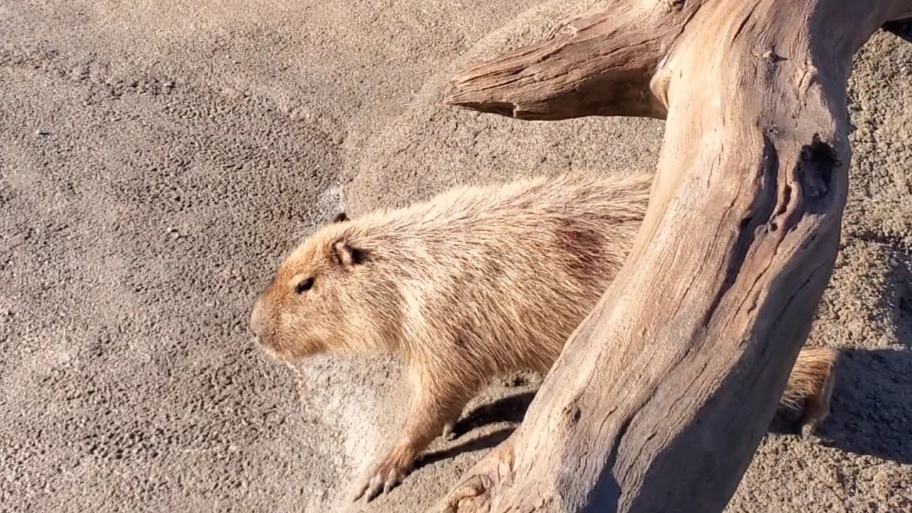 ズルズル滑りながら近道するカピバラさん。Capybaras are slipping Ⅰ take a shortcut 神戸どうぶつ王国