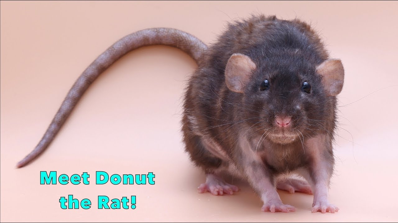Meet my Pet Rat Donut!