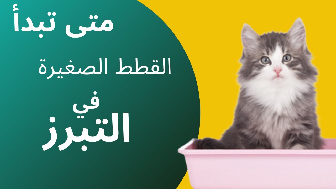 متي تبدأ القطط الصغيرة في التبرز؟