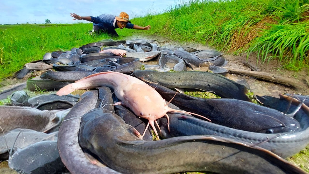 Amazing Fishing! Rice Field Fishing Shock This Rice Field Was FULL of Catfish 😱