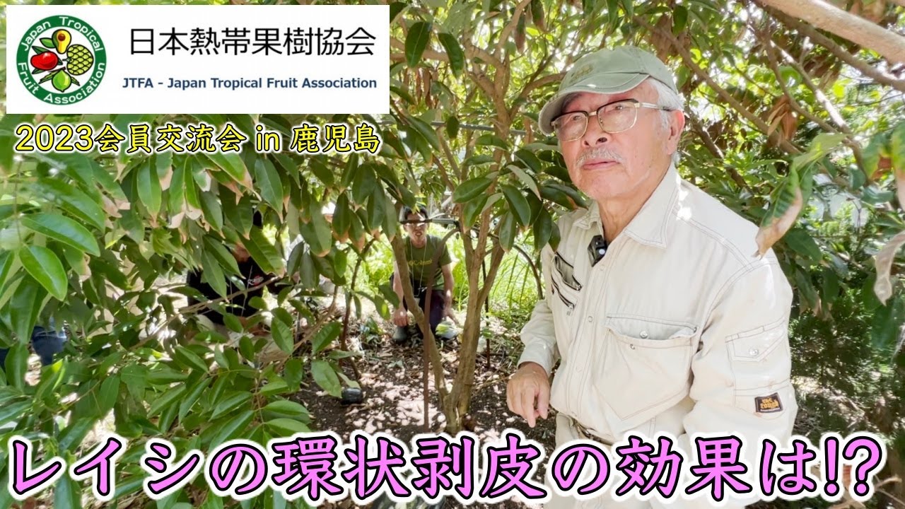 【90年を超える大木】レイシ（ライチ）は環状剥皮で果実がなる 【町田国輝氏の園地】