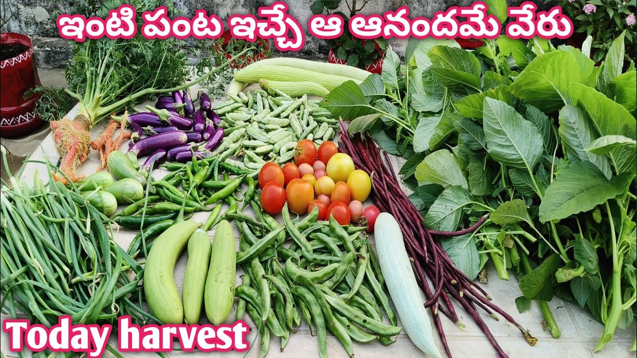 Harvesting Of Organic Vegetables From Rooftop Terrace Garden |Organic Vegetables Harvest |in Telugu