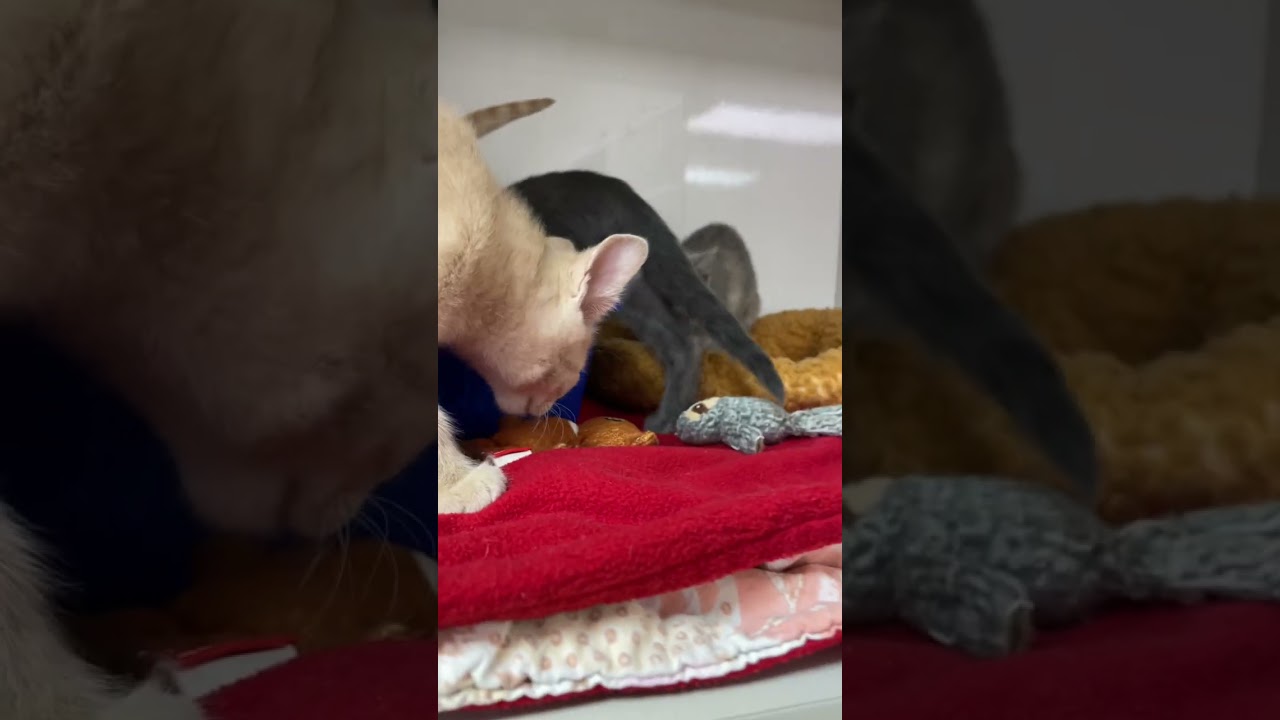 Вот насколько далеко простирается настоящая поддержка #cattok #catsoftiktok