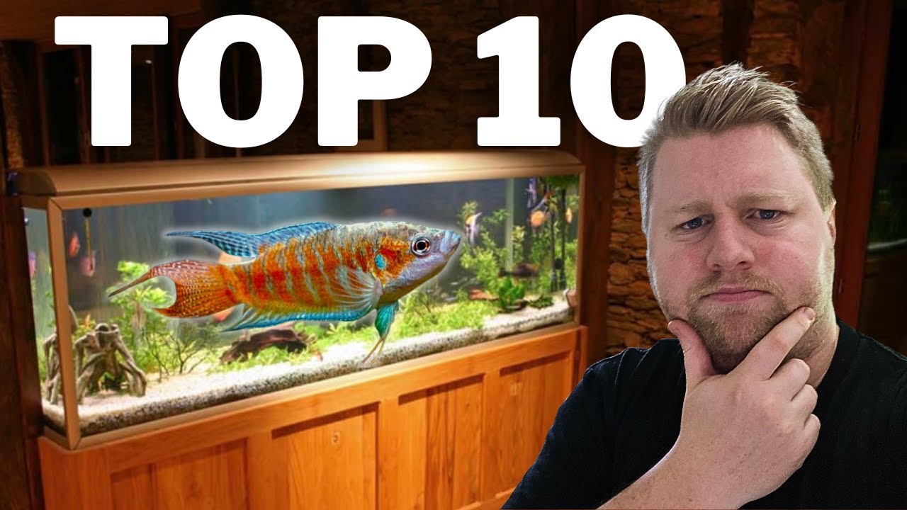 10 уникальных рыб для 40-галлонного аквариума
