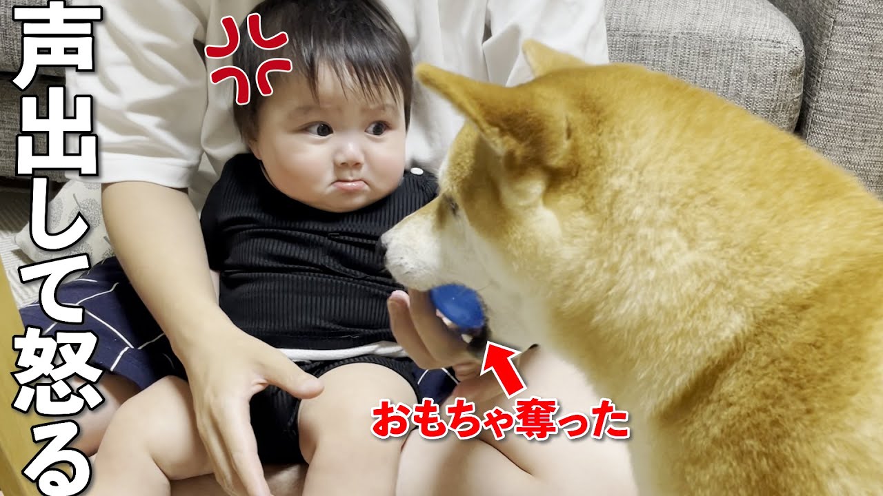 おもちゃを奪った柴犬に初めて声をあげて怒った赤ちゃん