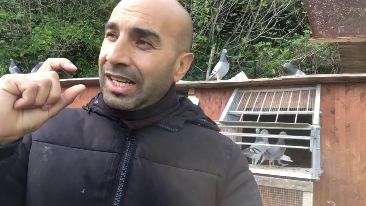 طريقك إلى النجاح كيف ستفعل للوصول إلى القمة في سباقات الحمام