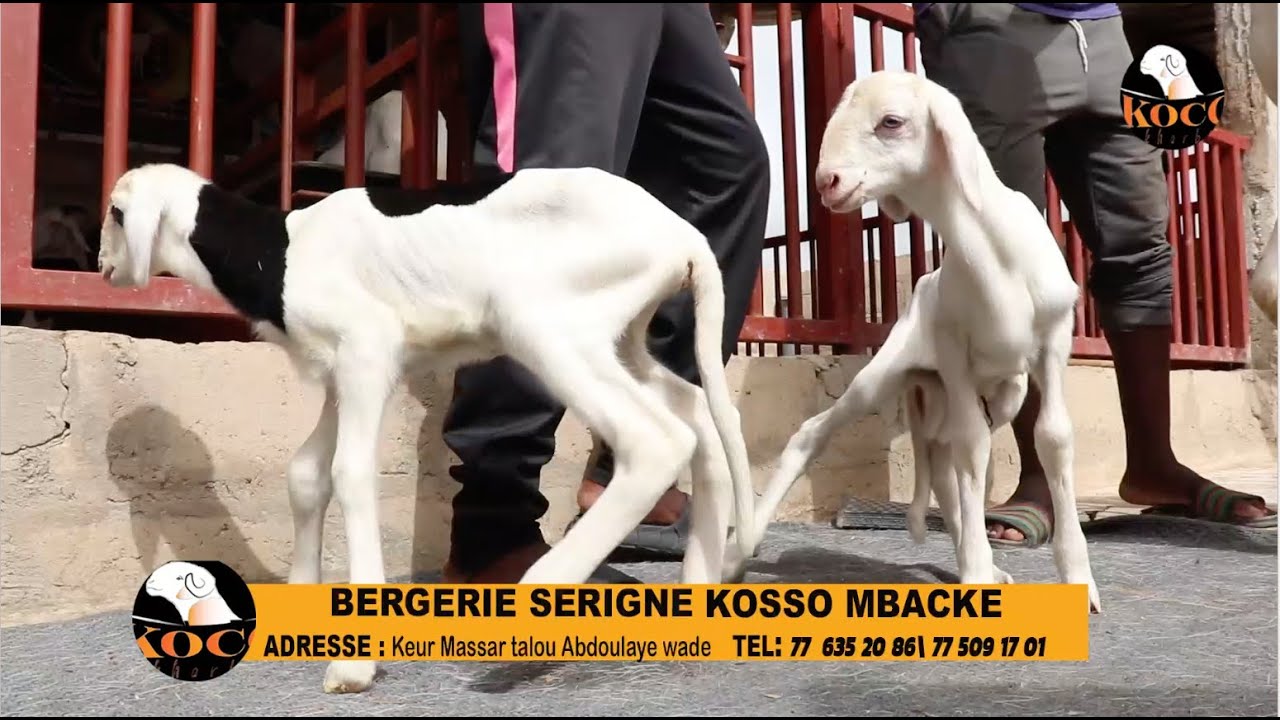 Dox mbokk avec les élèveurs de keur massar bergerie  SERIGNE KOSSO MBACKE