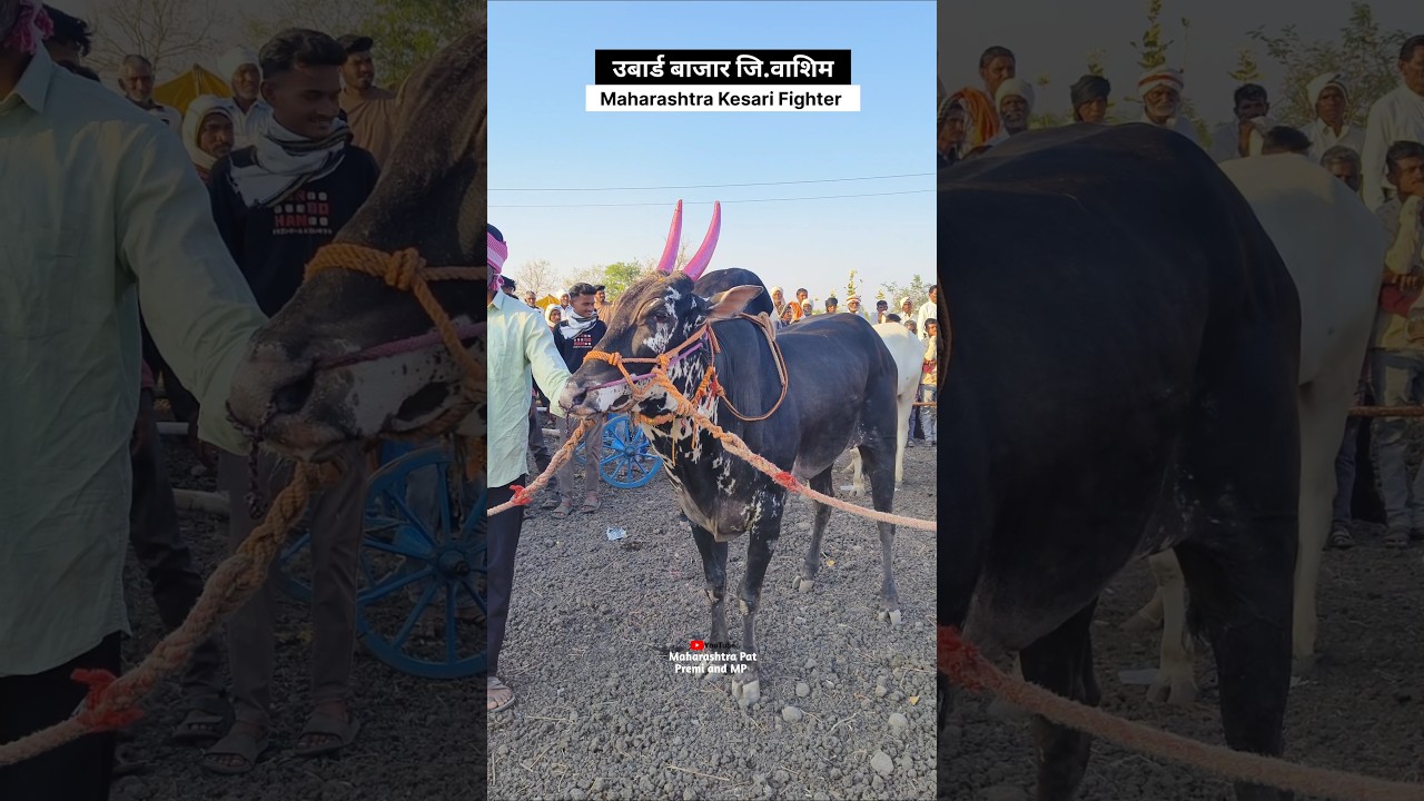 Speed King Fighter #shankarpat #bailgadasharyat #fighter #maharashtra #ox #bullrace