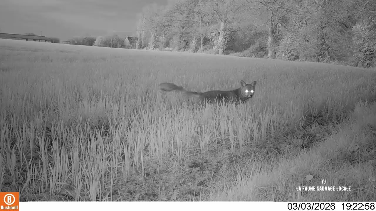 Les heures défilent, la faune aussi