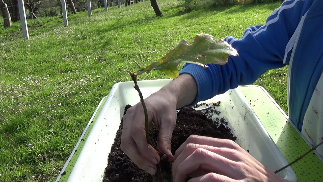 Trasplante de Robles de semilla (Quercus Robur)