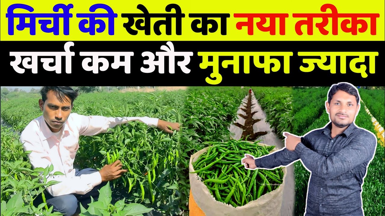 मिर्च की खेती कब और कैसे करें | mirch ki kheti kaise kare | hari mirch ki kheti kaise karen