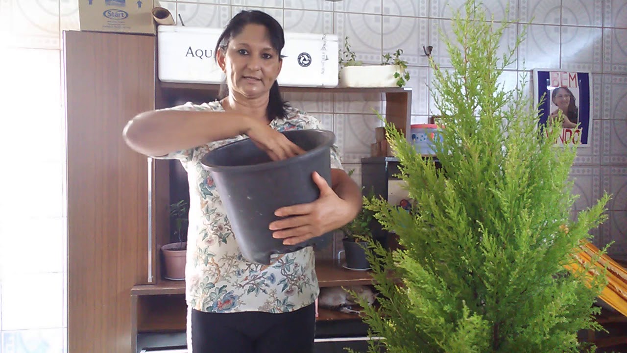 Pinheiro (Tuia holandesa)
