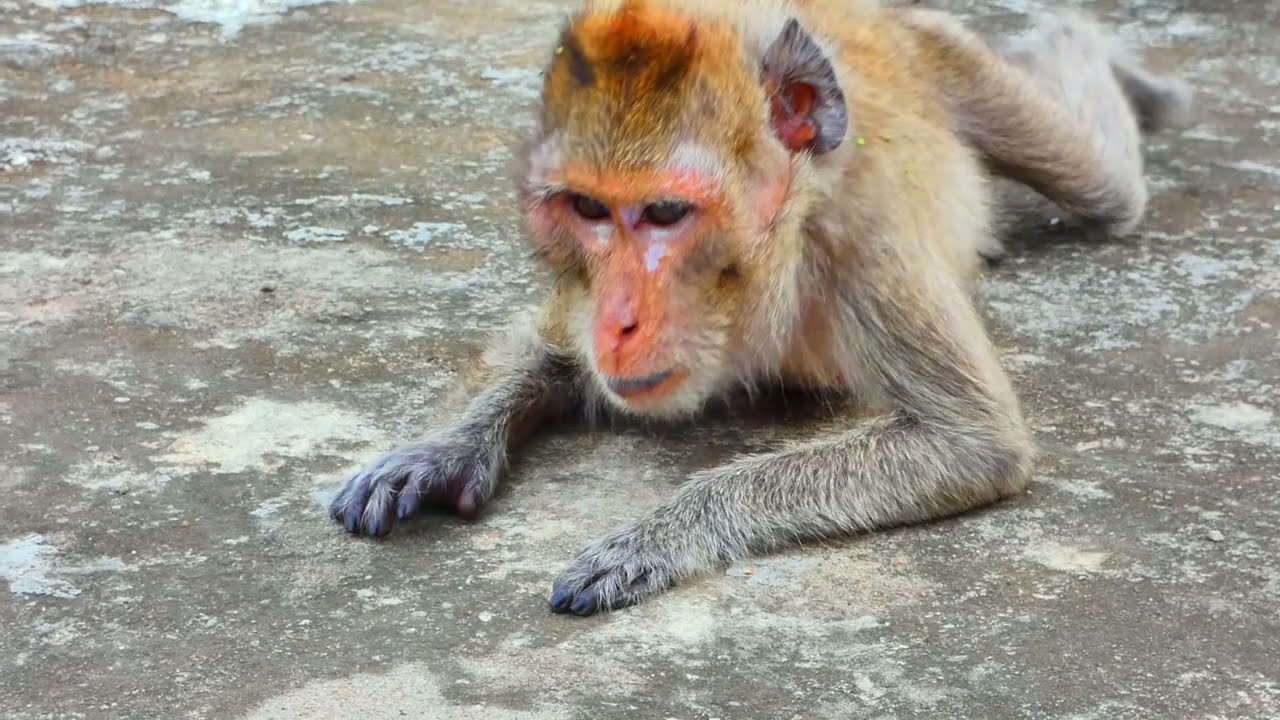 Malida for 4 years makes monkeys very old