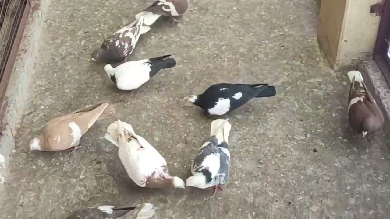 rangeen kabuter udte hue in delhi 9810349033