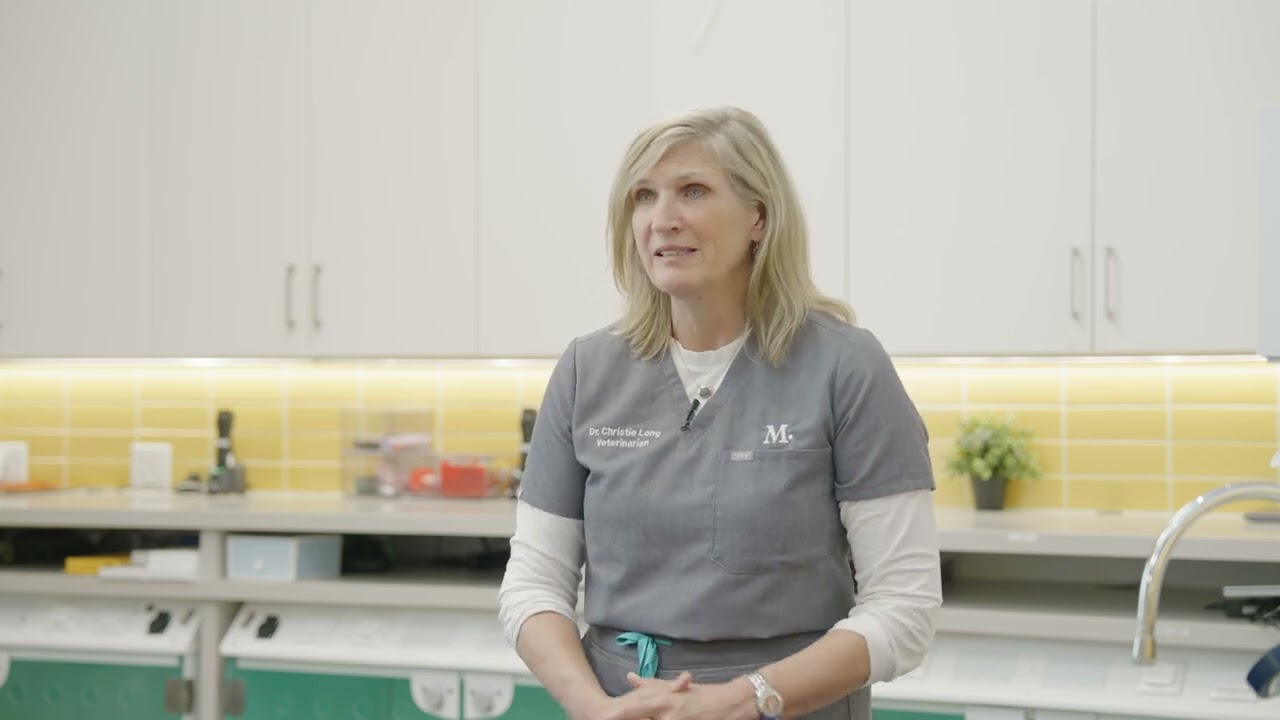 The FVRCP Vaccine | Modern Animal's Dr. Christie Long Explains