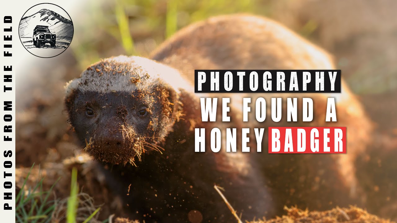 KRUGER PHOTOGRAPHY | We found a Honey Badger!