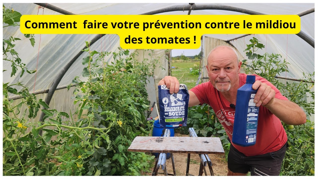 Protéger vos pieds de tomate du mildiou  ,ma  prévention !