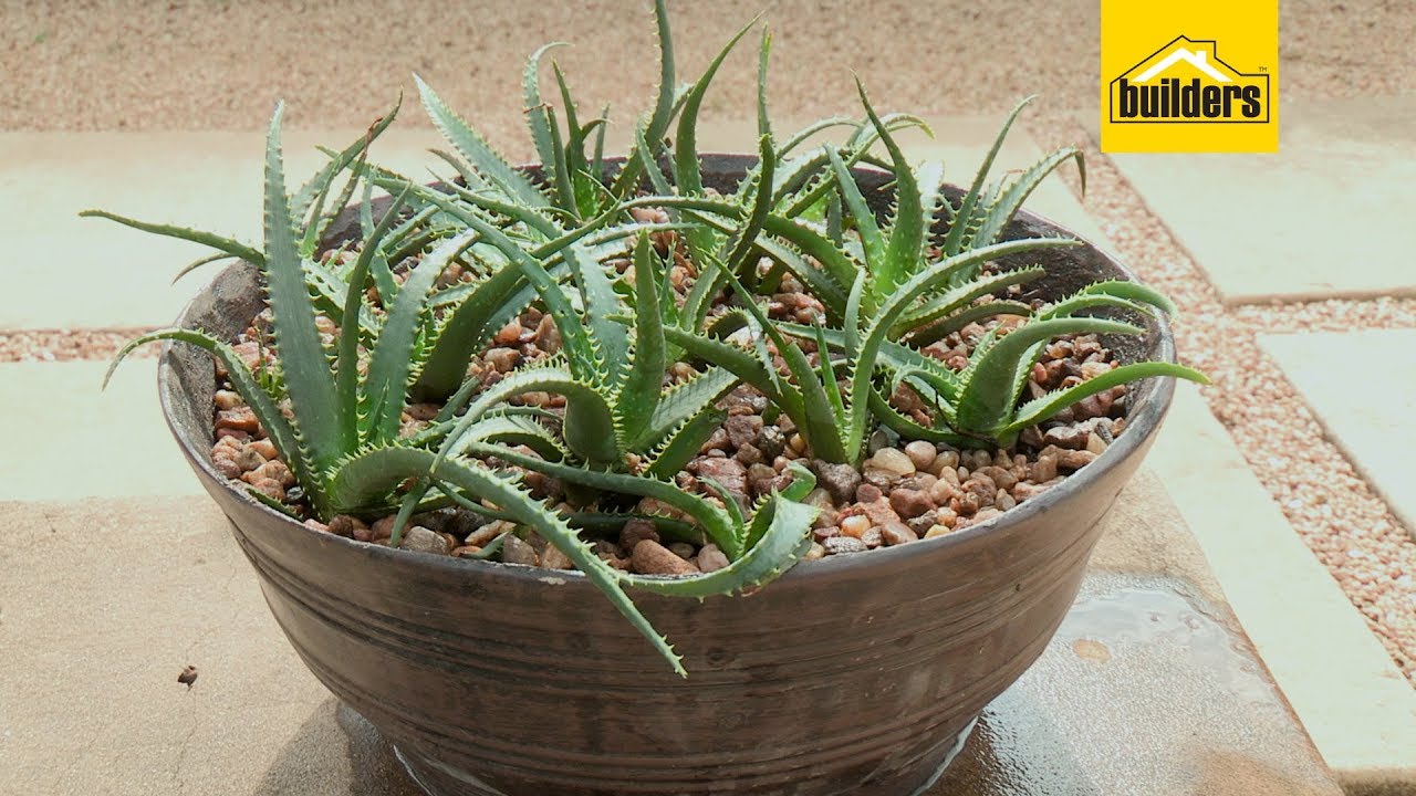 The Benefits of Gardening Aloes