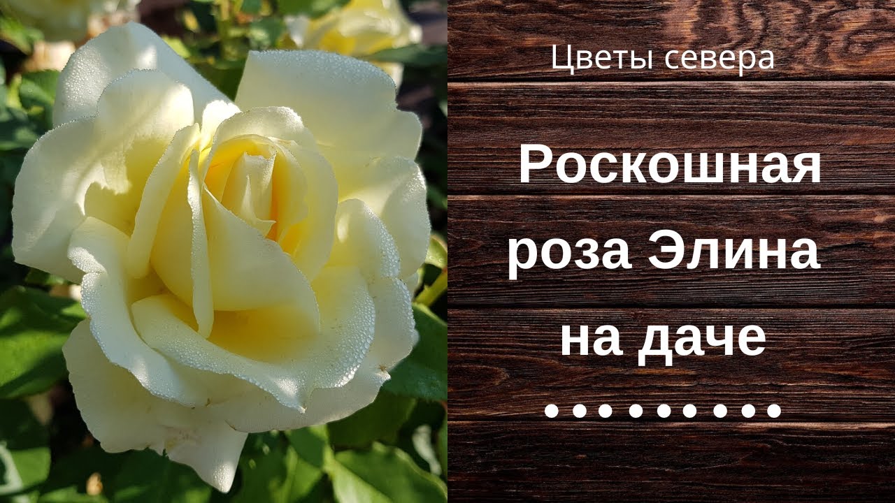 Роскошная роза Элина на даче
