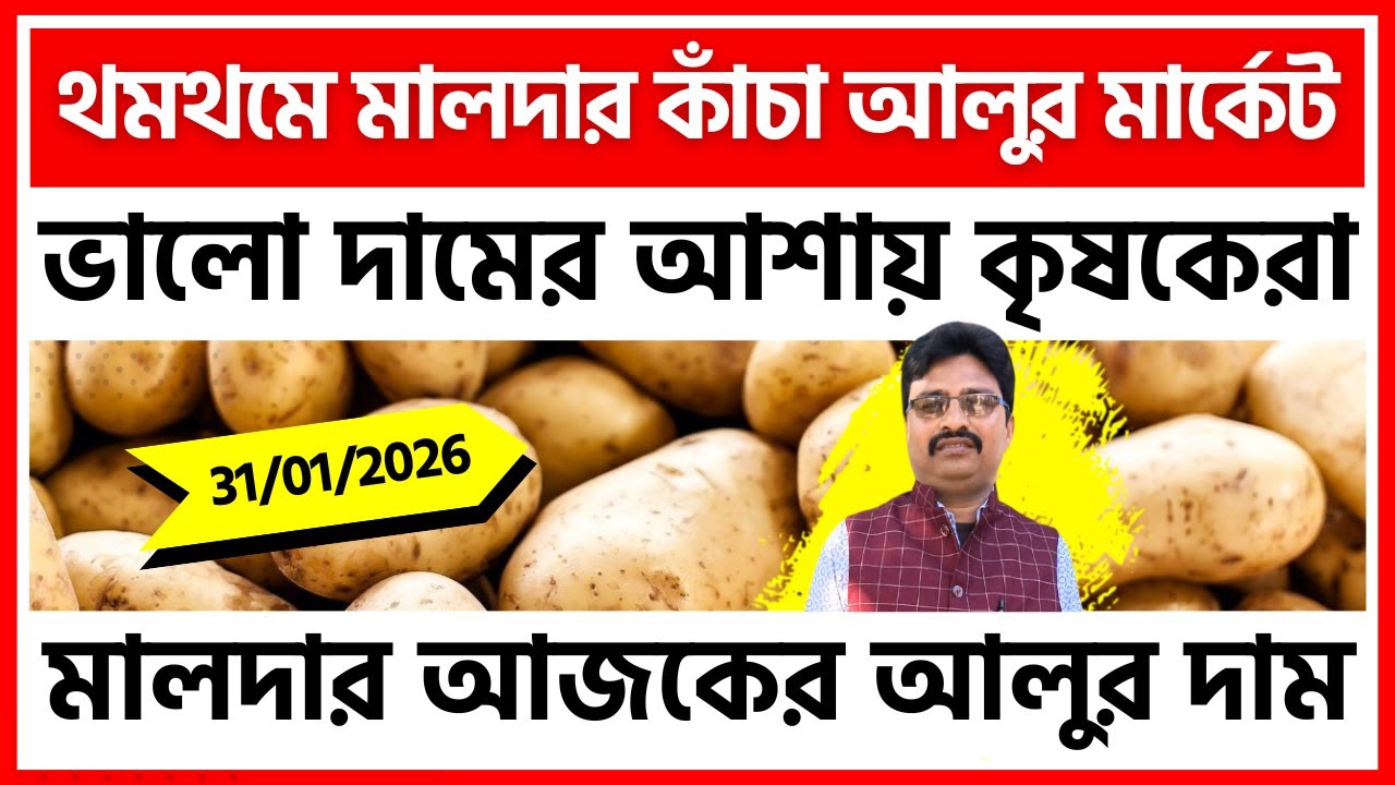 31/01/2026 : মালদার আটমাইলের আজকের নতুন আলুর দাম | Potato Price in Malda - India Potato News