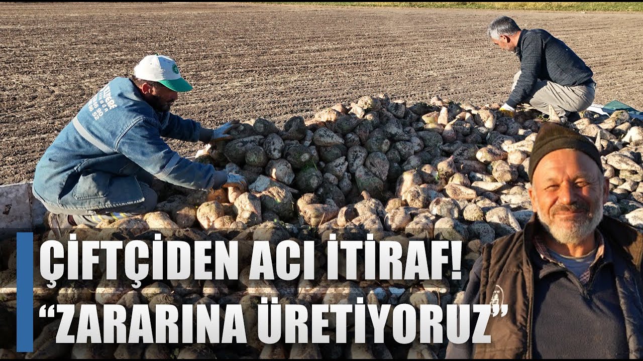 40 Yıllık Çiftçiden Acı İtiraf! Şeker Pancarında Büyük Verim Kaybı / AGRO TV HABER