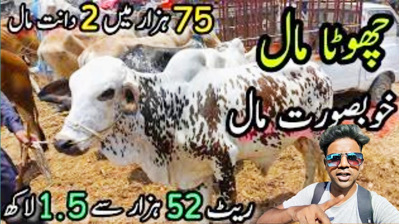 2023 mandi Din Kam he jaldi Ajao mandi loot lo | s salman vlog | #2023mandi #mandi #karachimandi